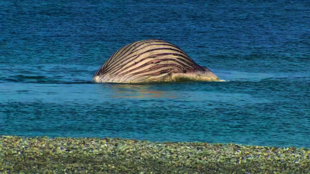 Sulla costa danese. Il biologo marino: «La megattera Timmy potrebbe esplodere con un grande botto»