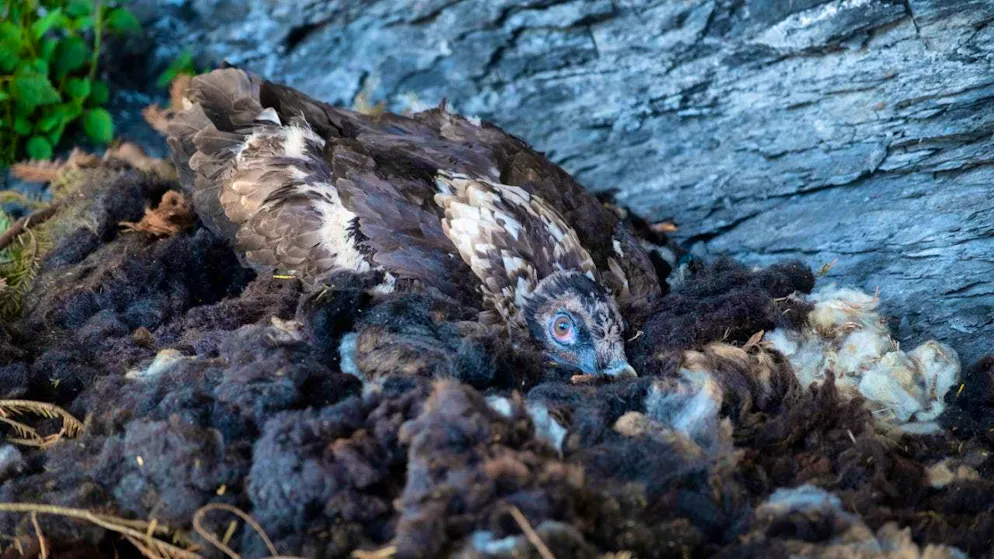 Release into the wild to strengthen the Swiss bearded vulture population - Gallery. The newly released bearded vulture huddles in its new nest.