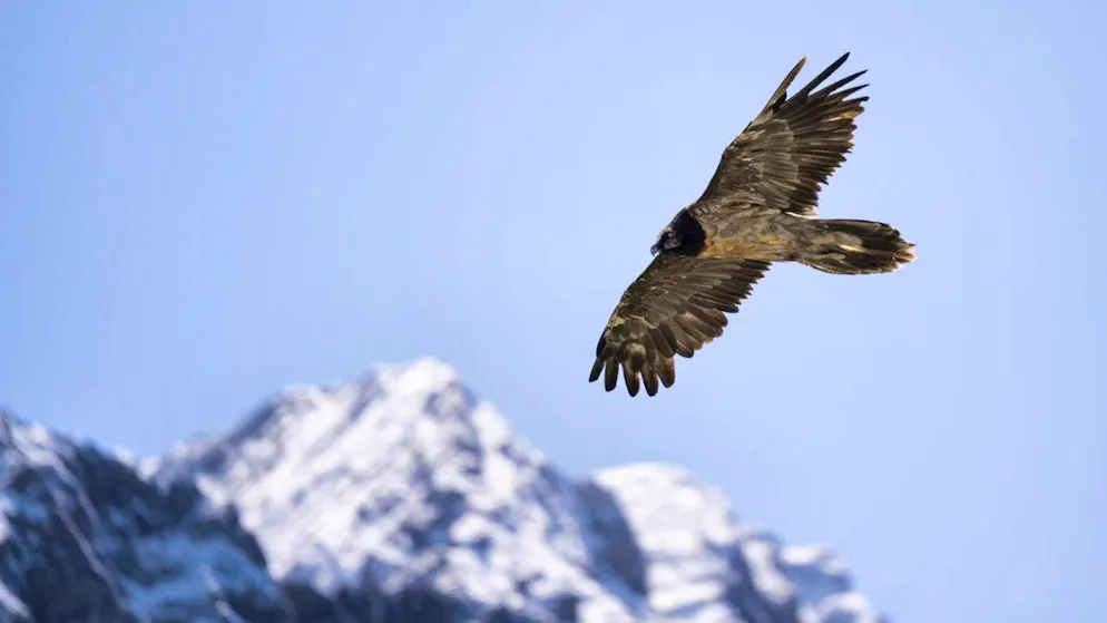 Release into the wild to strengthen the Swiss bearded vulture population - Gallery. Soon Joschi and Wildi will also be flying through the air. (archive picture)