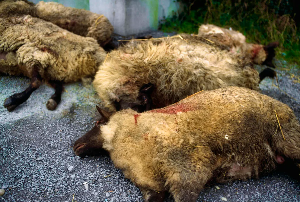 Following the accident involving a regional train in which 89 sheep were killed, the Portuguese network operator is demanding compensation of 26,000 Swiss francs from the shepherds. (symbolic image)