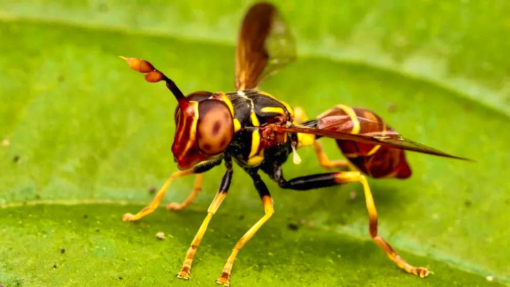 An amateur researcher has discovered the new hoverfly species Monoceromyia ndidiae.