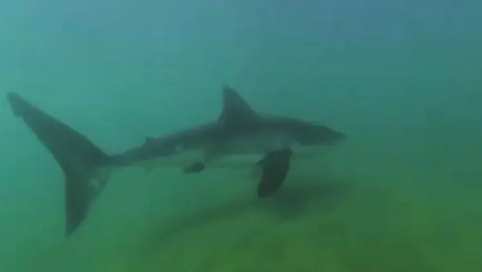 Il video. Un grande squalo bianco gira attorno al kayak, poi morde la telecamera. Ecco com'è finita