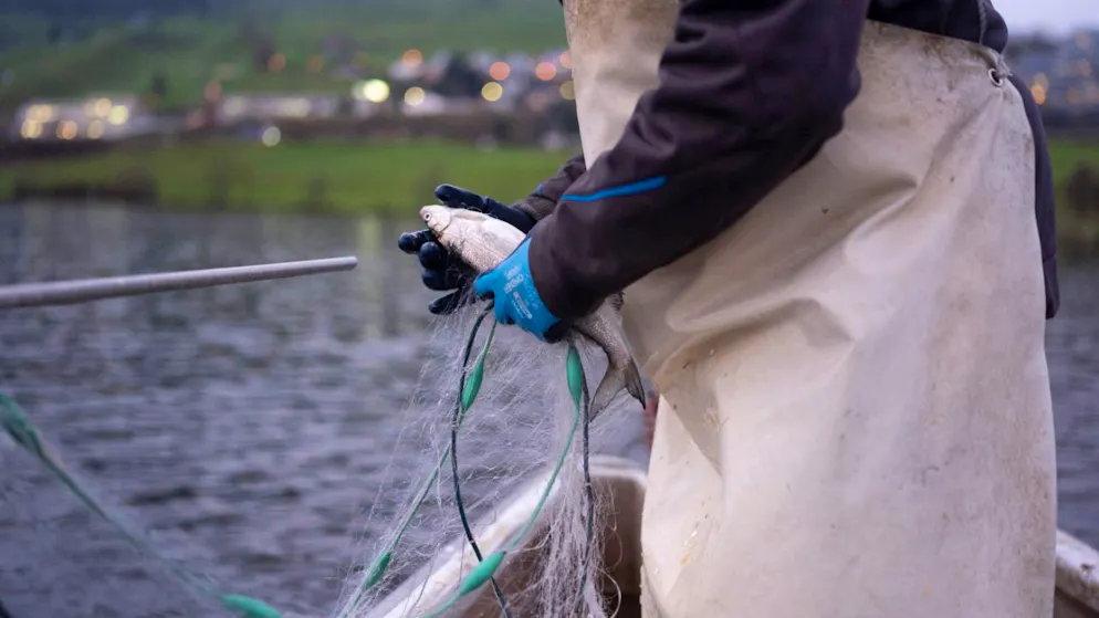 Il Consiglio federale ha lanciato un'offensiva contro gli inquinanti eterni, presenti nel sottosuolo e nella catena alimentare, per esempio nel pesce.