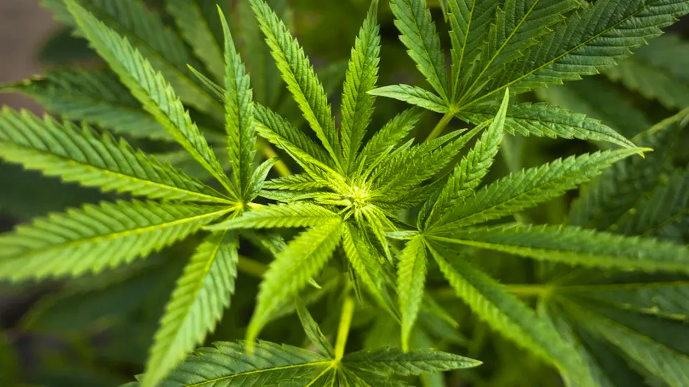 Men who use cannabis have higher testosterone levels, according to a new study. (symbolic image)