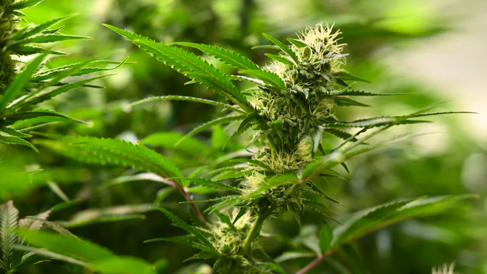 Fumare cannabis aumenta i livelli di testosterone nei giovani uomini.