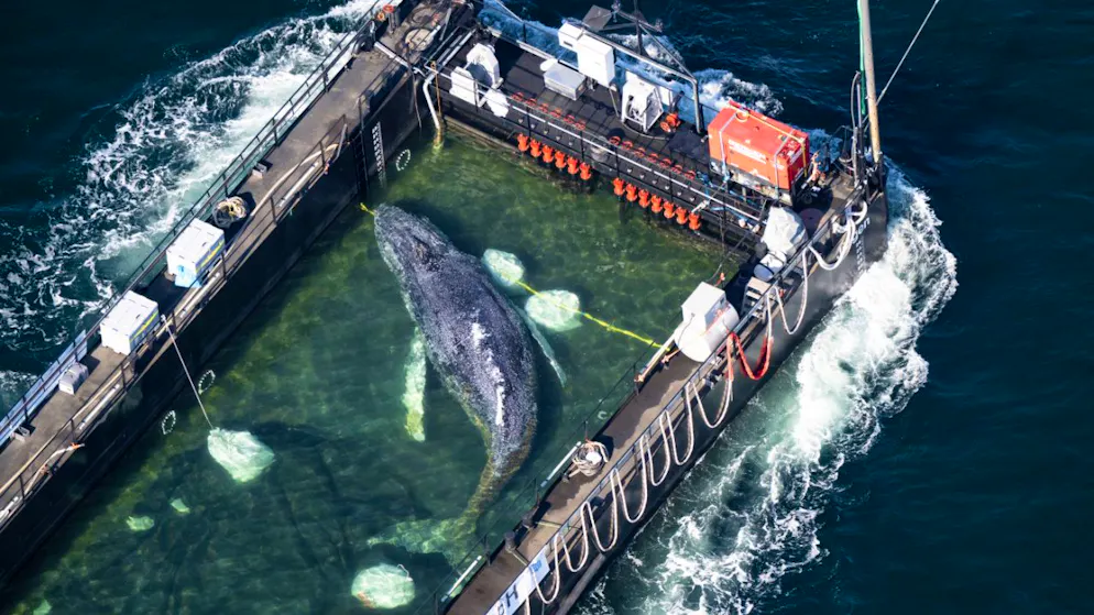 Danimarca. L'autopsia della megattera Timmy si terrà sull'isola di Anholt