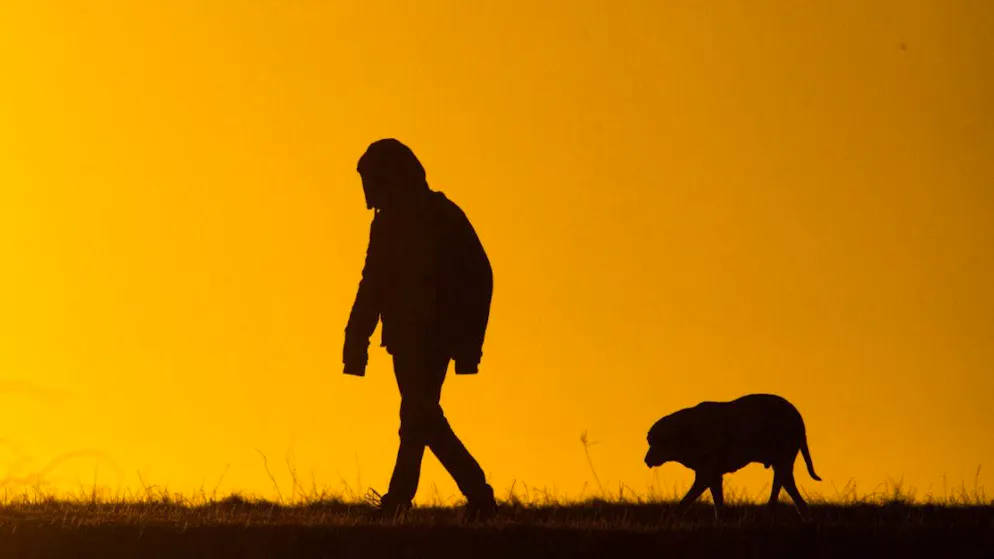 Dogs have a keen sense of human interaction, as a new study shows. (symbolic image)