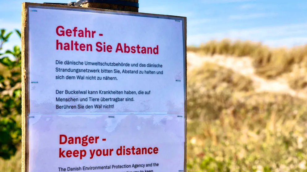 Decomposing humpback whale is pulled ashore - Gallery. Attention, risk of infection! The authorities explain in German. 