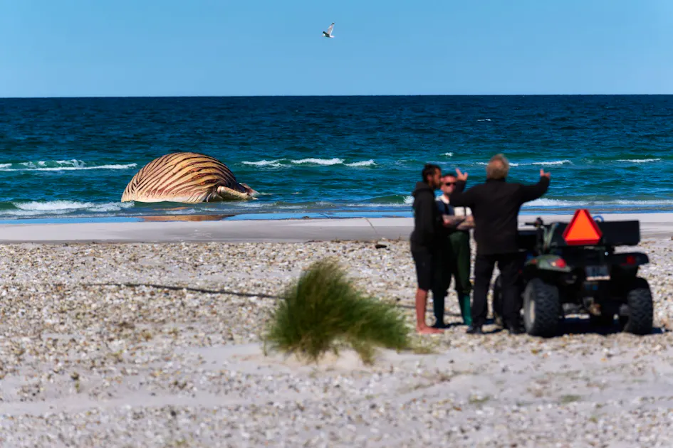 Decomposing humpback whale is pulled ashore and examined.