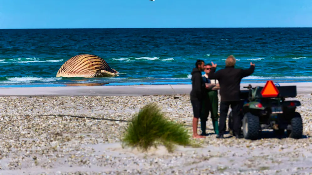 Decomposing humpback whale is pulled ashore - Gallery. Preparations for the work on the whale carcass are underway. 