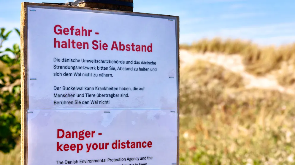 Verwesender Buckelwal wird an Land gezogen – Gallery. Achtung, Ansteckungsgefahr! Die Behörden klären auf Deutsch auf. 
