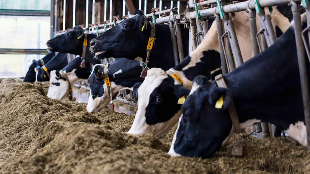 Les agriculteurs suisses veulent des garanties pour le secteur de la viande notamment (image d'illustration).