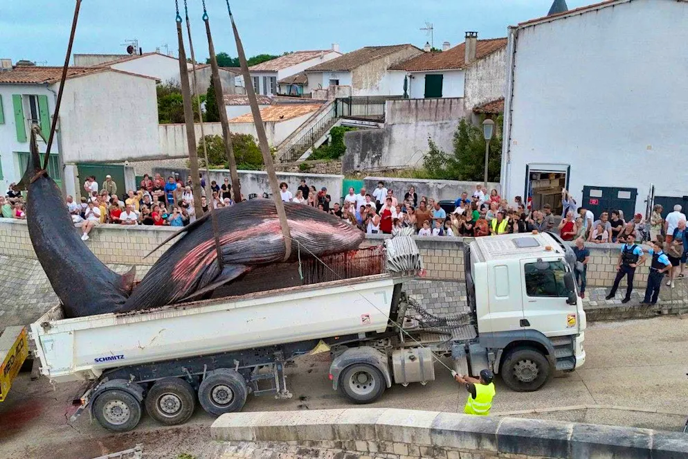 La Francia trasporta via una balena arenata. L'area di carico era troppo piccola per la balena.