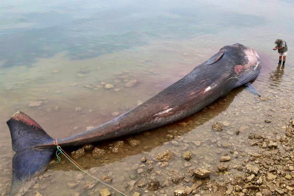 La Francia trasporta via una balena arenata. La balena si è arenata sulla costa atlantica francese.