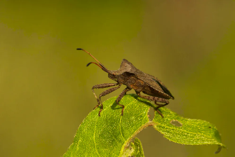 Bugs are very sensitive to odors.