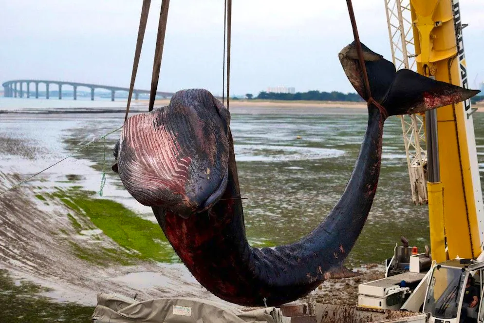 La Francia trasporta via una balena arenata. La balena era stata precedentemente sollevata dall'acqua con una gru.