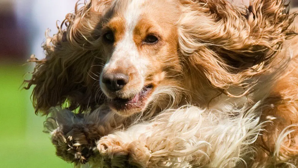 Le nouveau parc canin de Sion, dans la zone des Echutes, sera inauguré samedi 6 juin à 11h00. Le public est le bienvenu (photo symbolique).