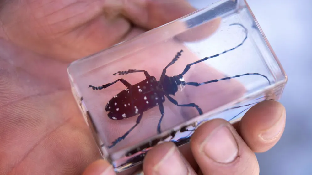 Quello degli insetti è un mondo affascinante.