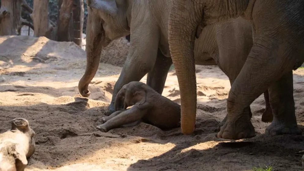 Triste evento allo zoo di Zurigo