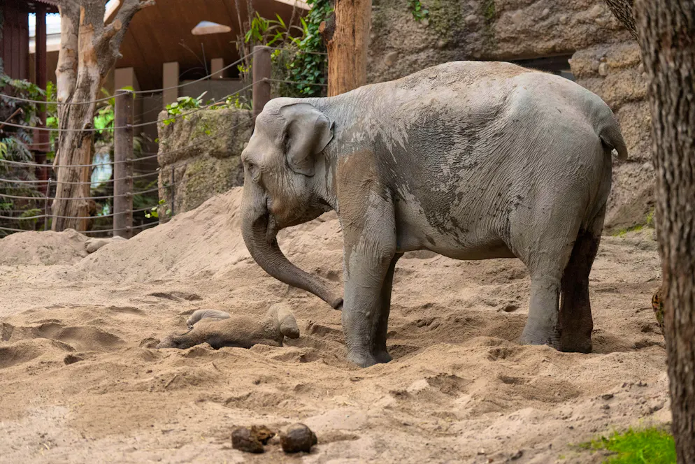 The 40-year-old elephant cow Indi and her calf after the birth.