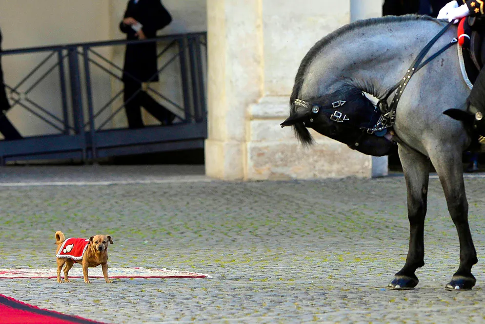 Briciola si è sempre distinta per la sua naturalezza intorno ai cavalli dell'Arma dei Carabinieri (foto d'archivio):