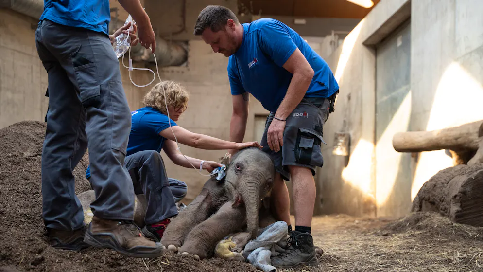 Baby elephant euthanized. 11 dead elephants in 10 years - animal rights activists sharply criticize Zurich Zoo