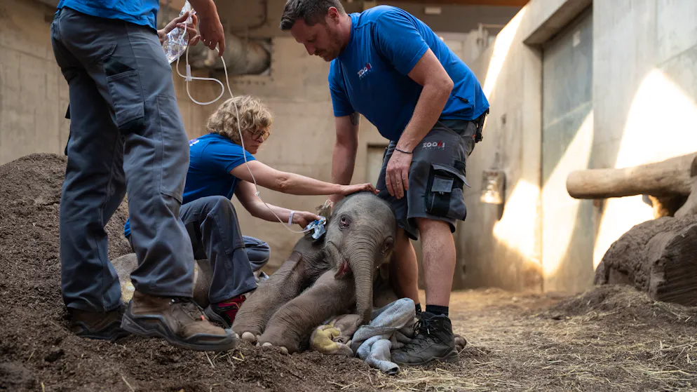 Keine Hoffnung auf gesundes Aufwachsen. Zoo Zürich schläfert Elefantenbaby ein – Schwierigkeiten beim Aufstehen