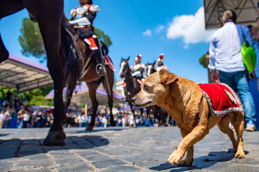 Briciola ha partecipato per l'ultima volta alla parata del 2 giugno (festa della Repubblica Italiana) dell'Arma dei Carabinieri di cui è la mascotte ufficiale (foto d'archivio).