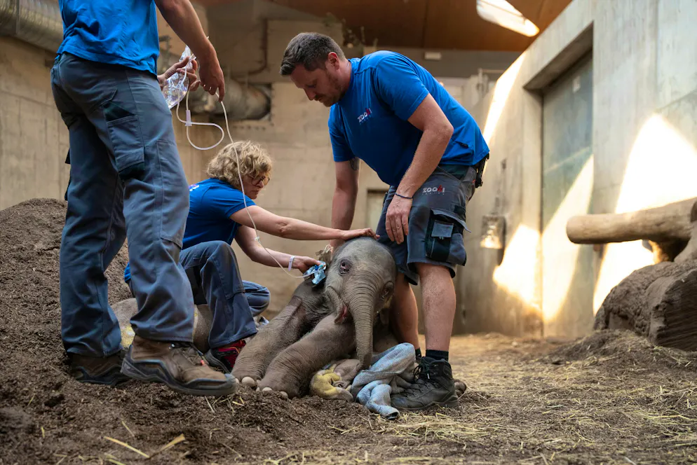 The elephant calf was unable to put any weight on its hind legs.