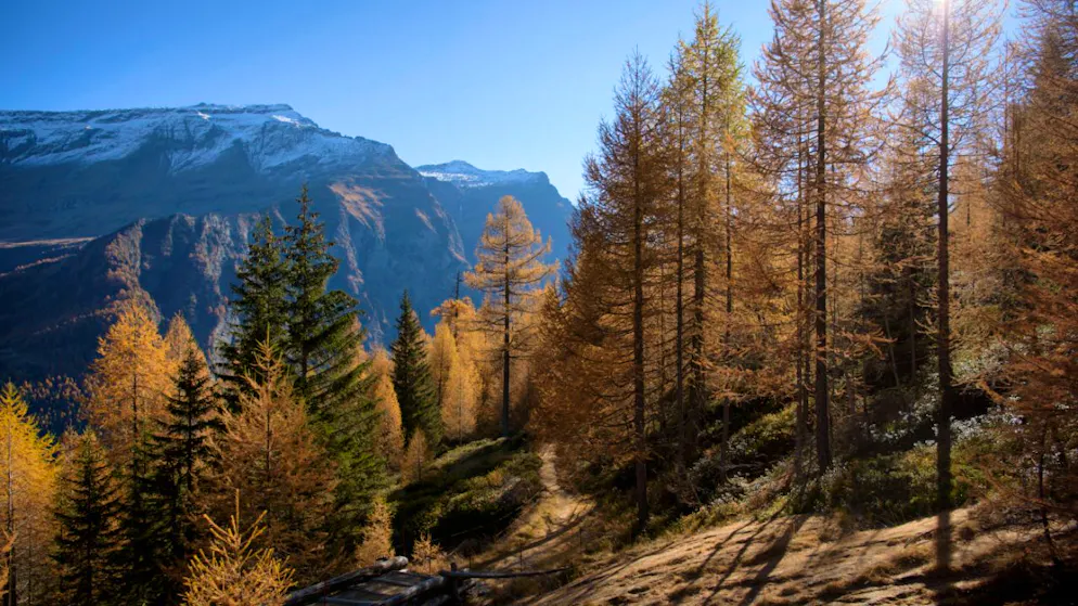 Con il progetto «Waldbau 2026» il Canton Grigioni mira a curare circa 3'500 ettari di bosco.