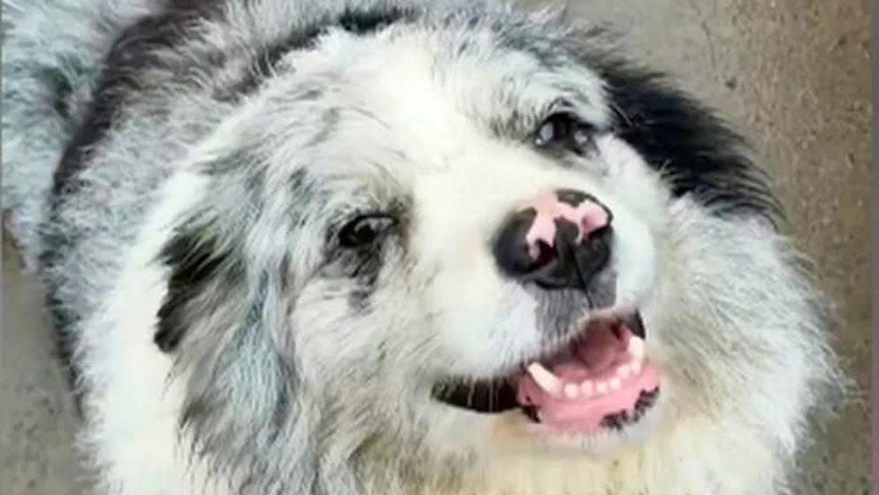 Tragödie in China. Berühmter Internet-Hund Chutou wurde entführt und gegessen