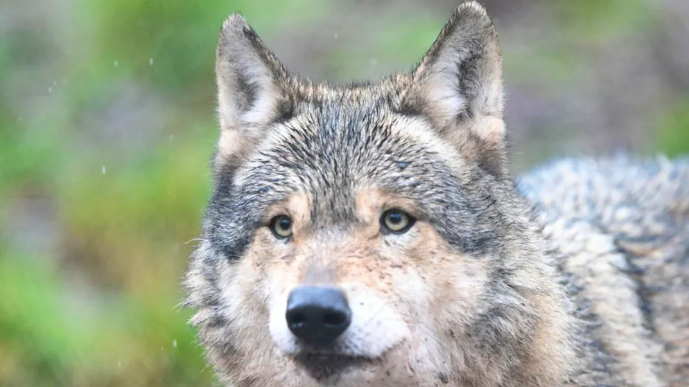 Allemagne. Le loup qui avait mordu une femme dans une galerie commerciale est sans doute mort
