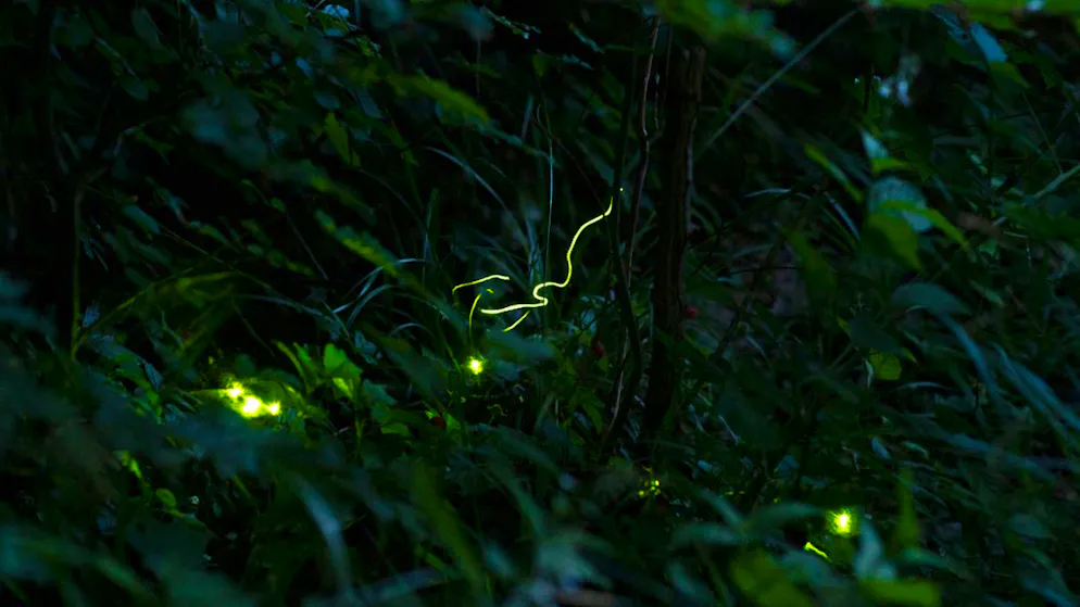 The fireflies are shining again. What you need to know about the mysterious beetles
