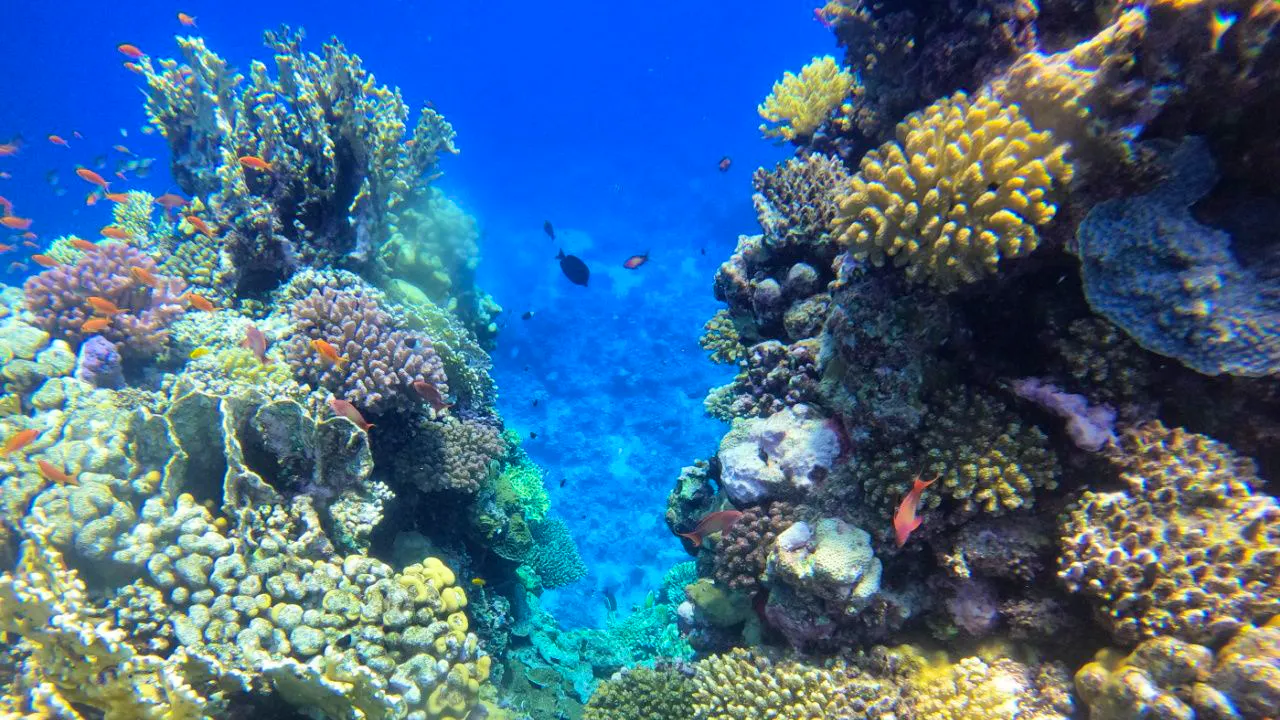 Océans climat. La dégradation de l'océan se poursuit, selon le baromètre Starfish