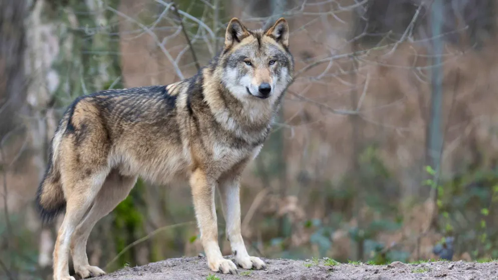 Grandi predatori. Lupi: aumentano gli esemplari e i branchi in Svizzera. Ecco le cifre