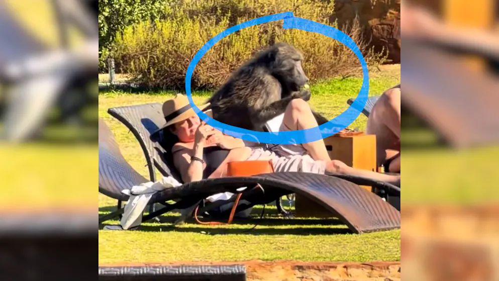 Touristen merken nichts. Video zeigt frechen Pavian-Coup im Luxus-Reservat