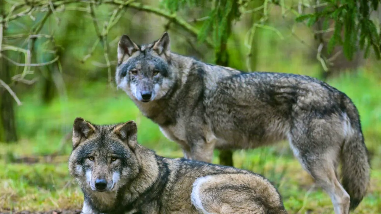 Politics. Number of wolf packs in Switzerland has risen to 43