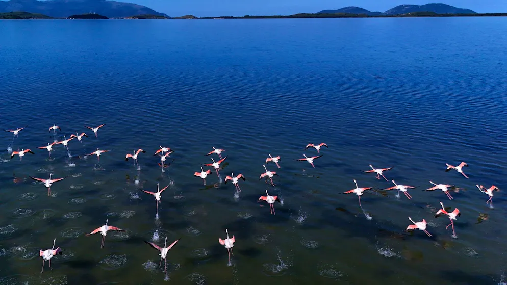 Flamingos über der Narta-Lagune.