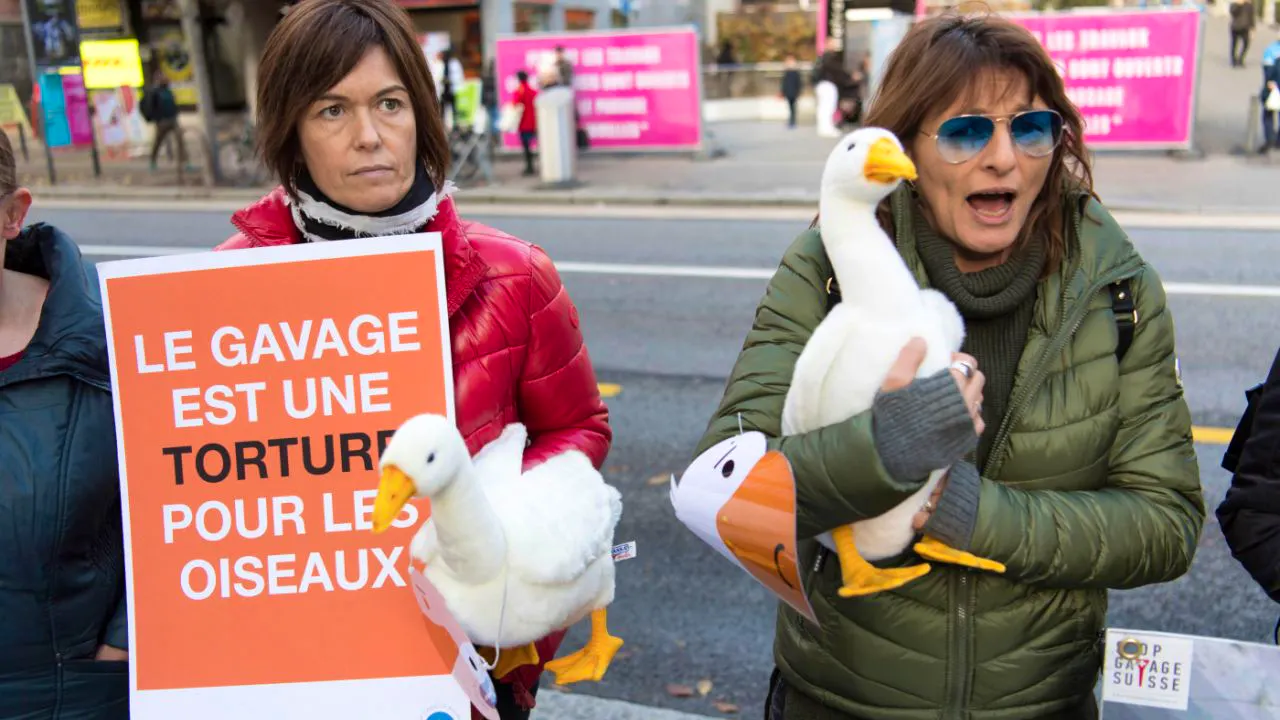 Animal welfare. Council of States discusses counter-proposal to foie gras initiative