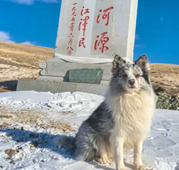 china-influencer-dog-chutou-kidnapped-and-killed-millions-of-fans