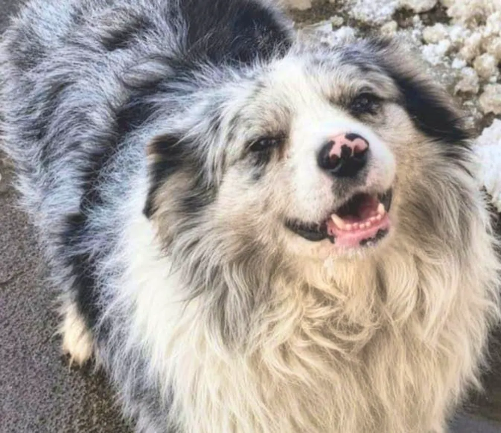 china-influencer-dog-chutou-kidnapped-and-killed-millions-of-fans