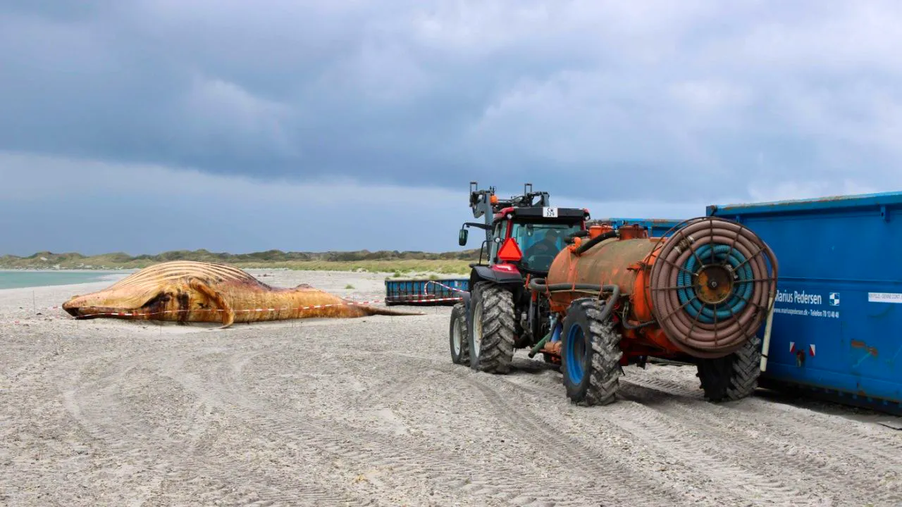 Denmark. Humpback whale ends up in Danish factory - and museum