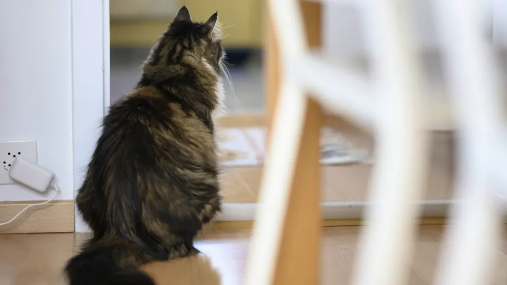 «Actes de maltraitance». Le Tribunal fédéral sauve un chat d’un propriétaire violent