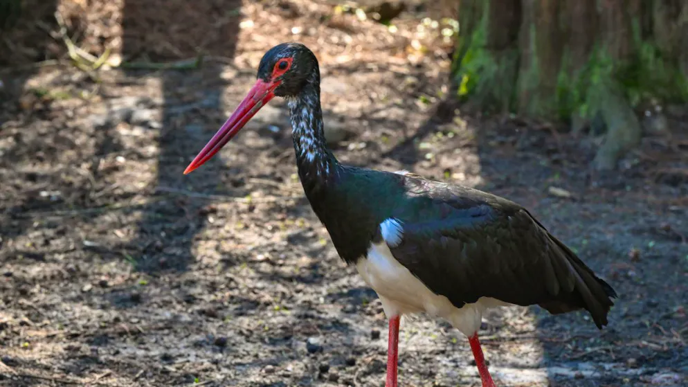 New bird species discovered. First breeding evidence of a black stork in Switzerland