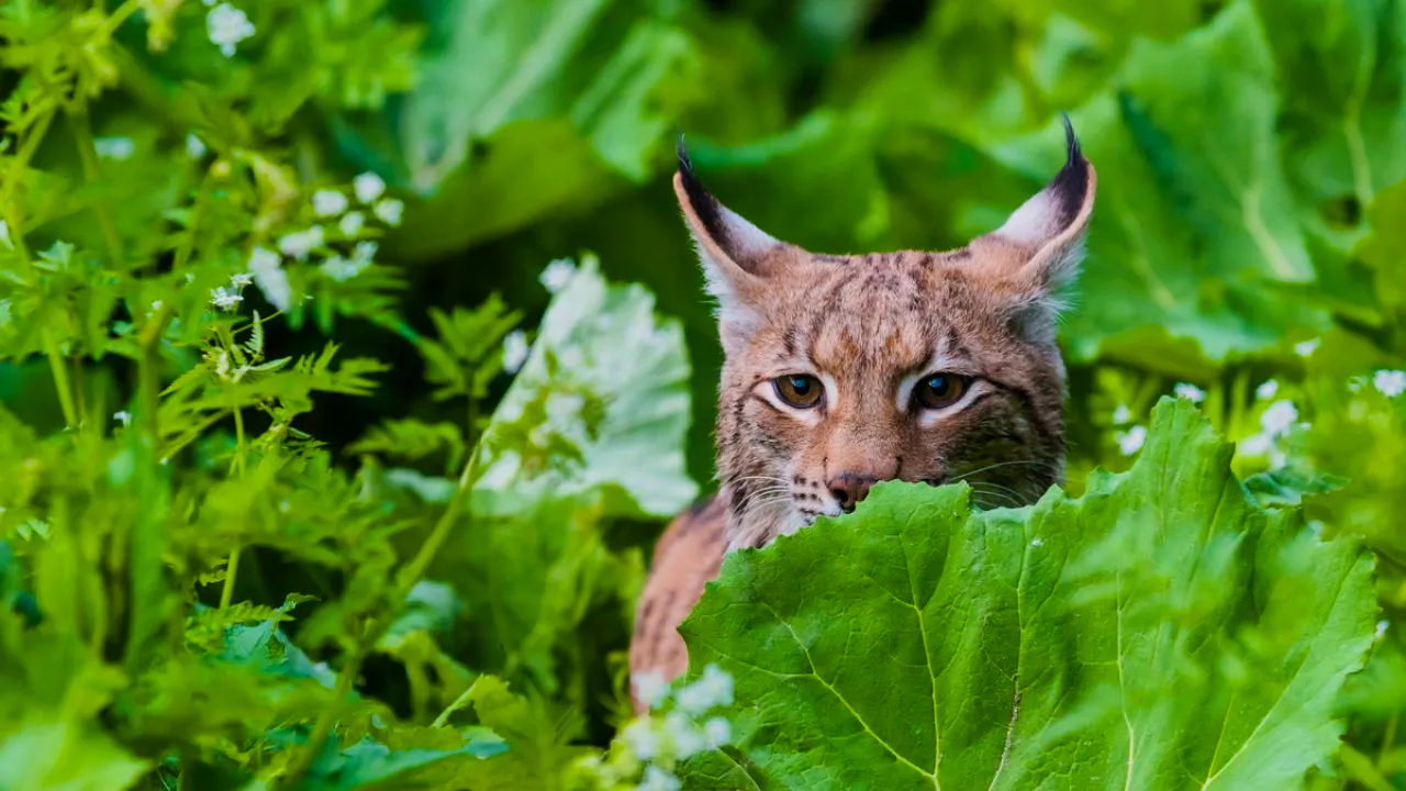 Faune. Accidents, braconnage: le lynx reste vulnérable en Suisse