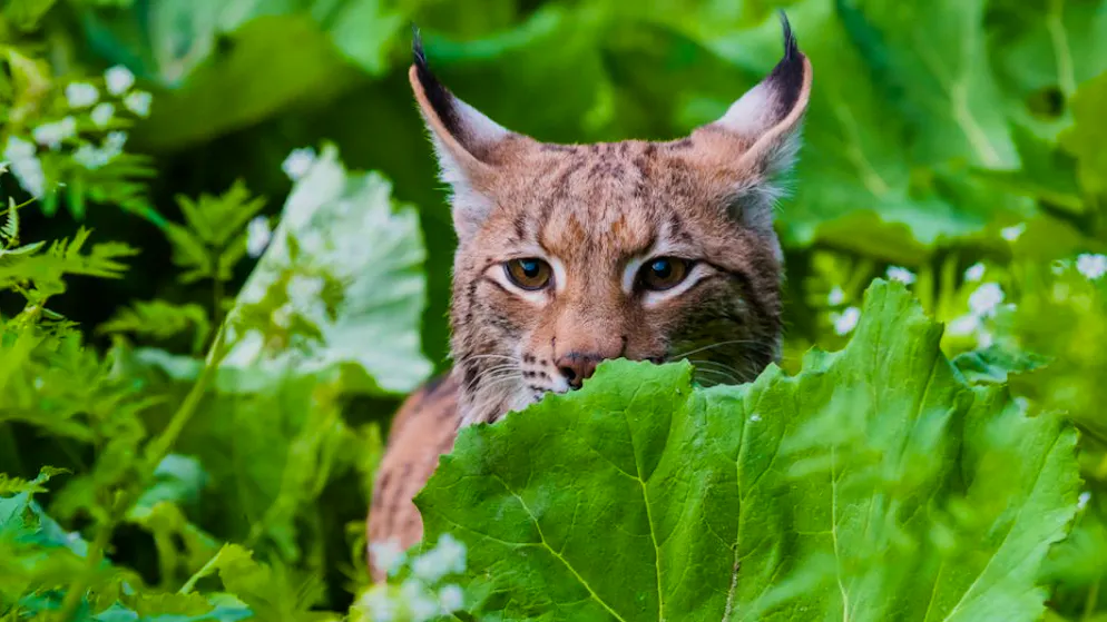 Accidents, braconnage. L’avenir à long terme du lynx reste incertain en Suisse