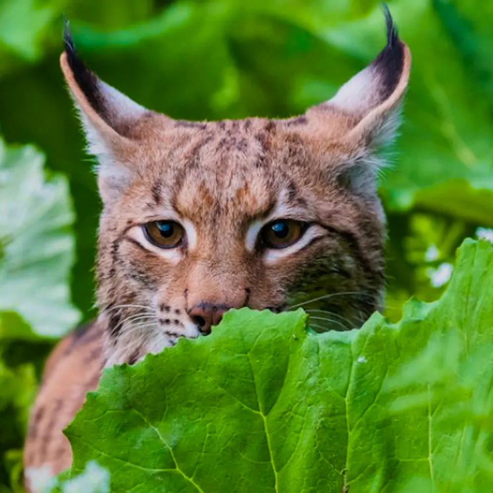 Accidents, braconnage. L’avenir à long terme du lynx reste incertain en Suisse