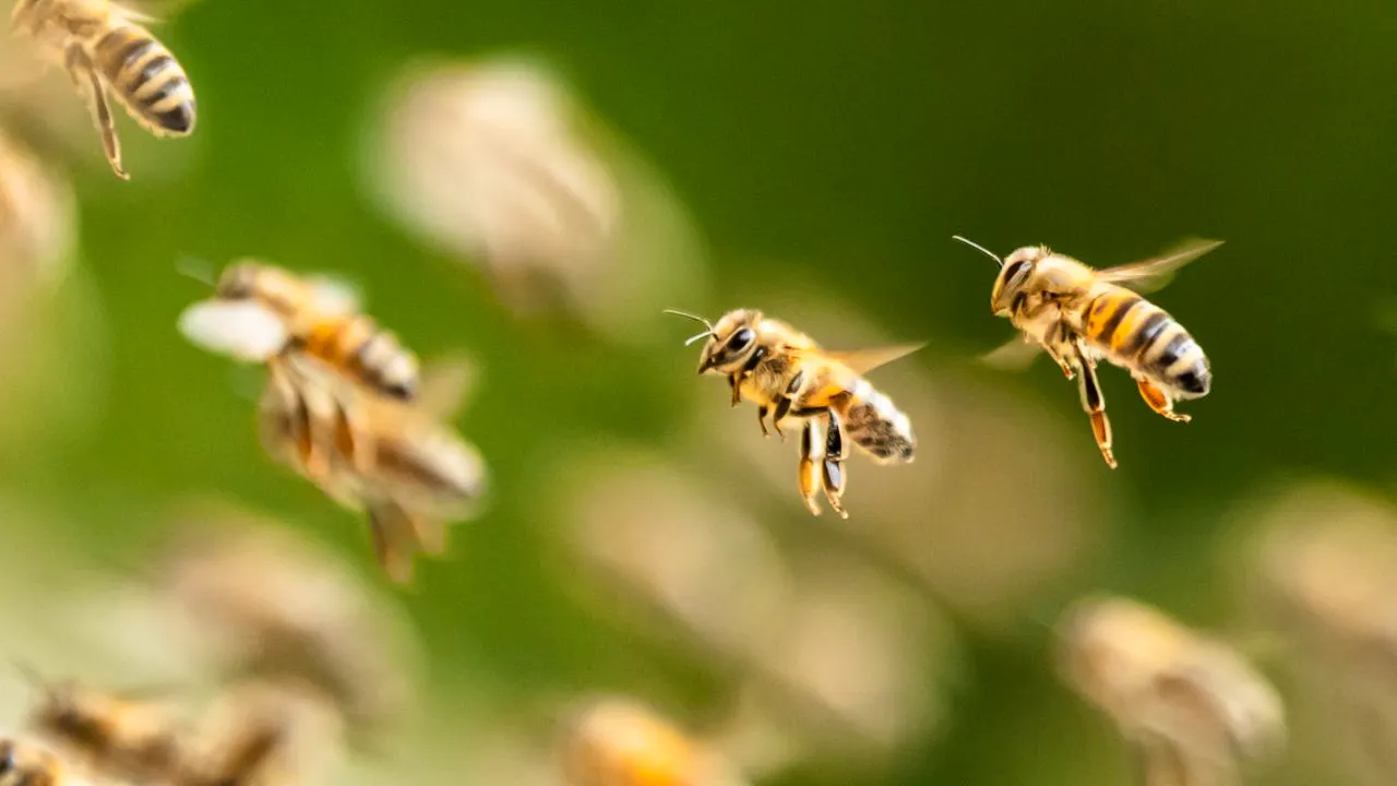 Aktuell. Bienenschwarm überfällt italienischen Strand
