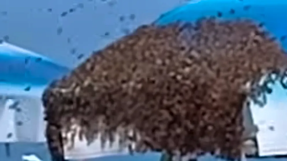 Strandbesucher staunen. Bienenschwarm überfällt italienischen Strand