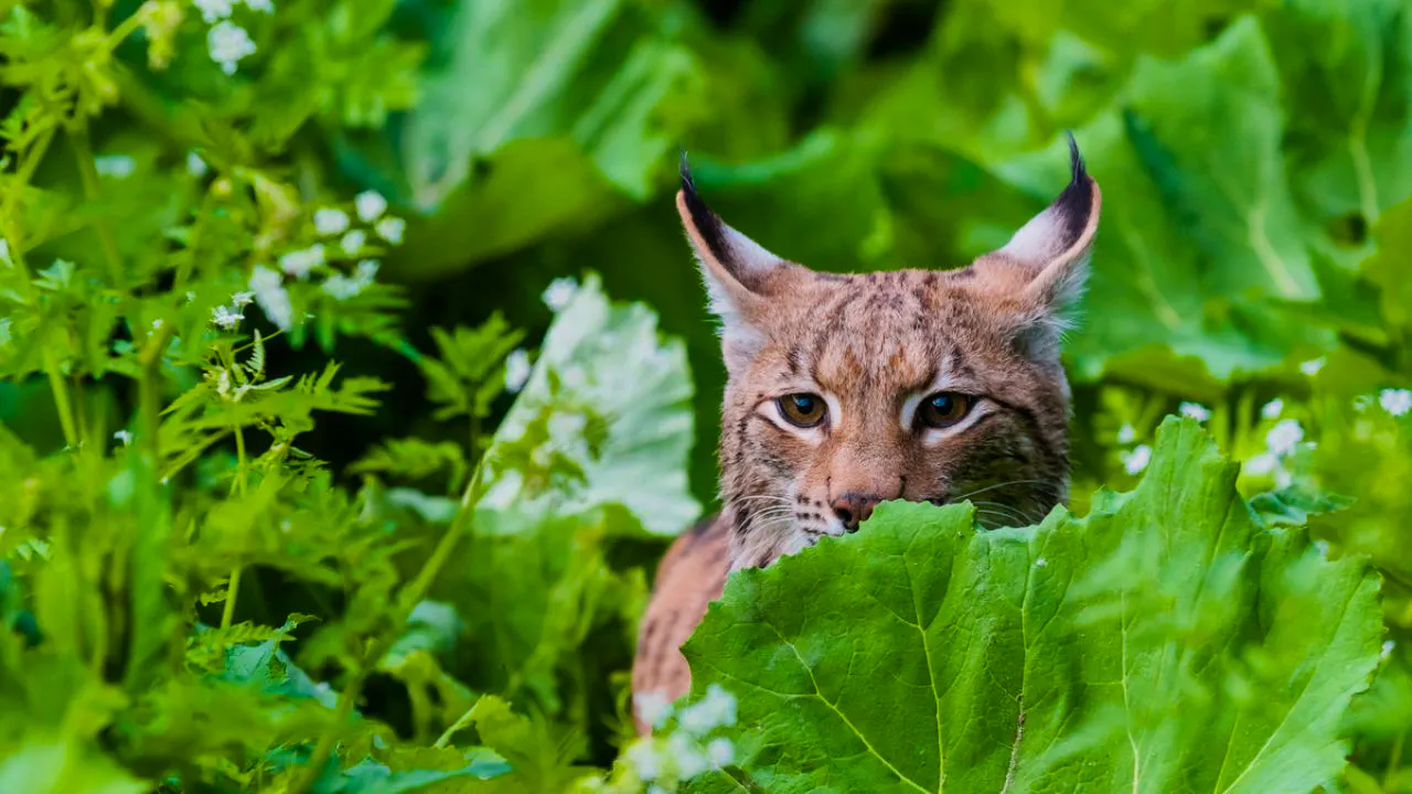 Animal. Lynx still under pressure in Switzerland despite comeback